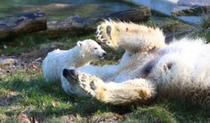Première balade et première baignade pour l'ourson polaire Nanuq