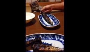 Un chat tente de voler du poisson !