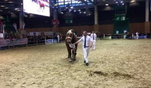 Salon de l'agriculture 2017 concours chevaux de trait comtois