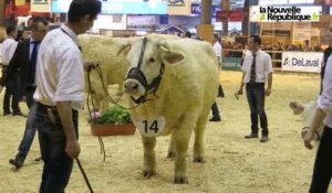 VIDEO (36). Salon de l'agriculture : en concours avec la vache Historia