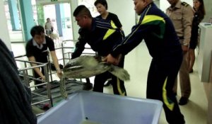 Thaïlande : la tortue avait avalé 915 pièces de monnaie