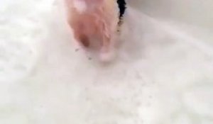 Un petit cochon prend son bain !