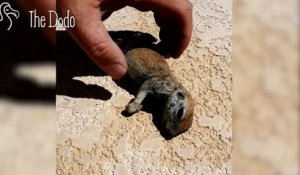 Il ramène un petit écureuil retrouvé noyé dans sa piscine à la vie