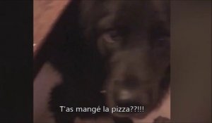 Son chien lui, ne blague pas avec la pizza...