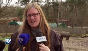 Rhinocéros abattu au zoo de Thoiry: "Tous nos confrères sont terriblement choqués"