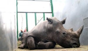 Rhinocéros tué dans un zoo, une première en Europe
