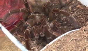 Ce scientifique a filmé la plus grosse araignée du monde
