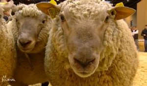 Le mouton vendéen en vedette au Salon de l'agriculture