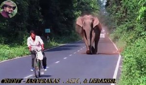 Un éléphant tente de charger un homme pour protéger simplement sa famille