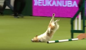 Un chien excité pendant un concours d'agility