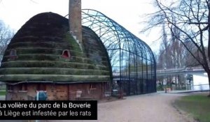 Les rats de la volière du parc de la Boverie de Liège sont à nouveau de sortie
