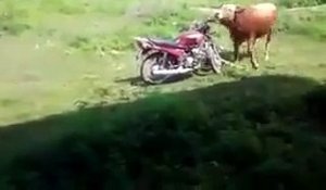 Un taureau prend une moto pour une vache !