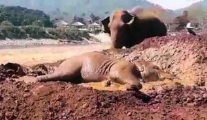 Un éléphant aime beaucoup les mares de boue !