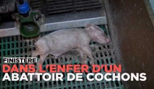 Les horribles conditions de vie des cochons dans un élevage du Finistère
