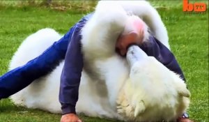 Une histoire d'amitié entre un homme et un ours polaire