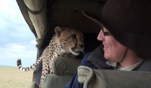 Un guépard pas très sauvage s'incruste dans la voiture de touristes dans un safari au Kenya