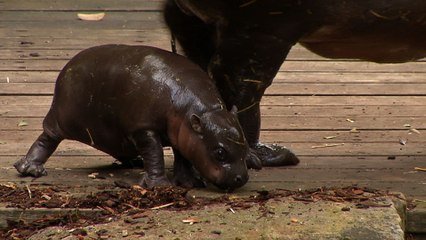 Un Bebe Hippopotame Nain Apprend A Nager Dans Un Zoo Australien Sur Orange Videos