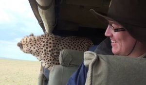 Un léopard dans la jeep de touristes en Safari !!