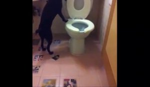 Ce chien va aux toilettes comme un humain... Trop mignon