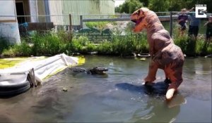 Un homme déguisé en T-Rex provoque un alligator