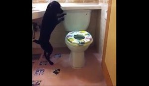 Regardez ce que fait ce chien lorsqu’il entre dans les toilettes !