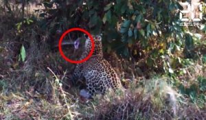 Bagarre entre un léopard et un python ! - Le Rewind du mardi 21 mars 2017