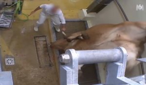 L214 : trois employés d'un abattoir au tribunal pour maltraitance animale