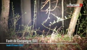 Forêt de Compiègne : relevé nocturne des cervidés avec l'ONF