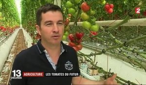 Agriculture : les tomates du futur