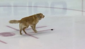 Ce chien adore jouer au hockey sur glace !