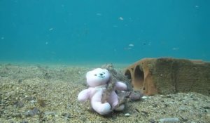 Calin d'une pieuvre sur un ours en peluche !