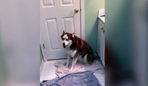 Ce chien ne veut pas trop prendre son bain !