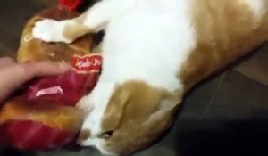Un chat vole un paquet de pain à sa maîtresse, et ne veut pas le lui rendre !