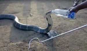 Un immense cobra mortel désespérément assoiffé reçoit de l’eau d’un villageois
