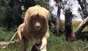 Ce lion est si adorable !