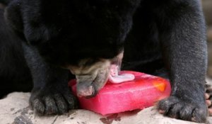 Glaces à l'eau et bains à gogo pour ces animaux du zoo de Bangkok