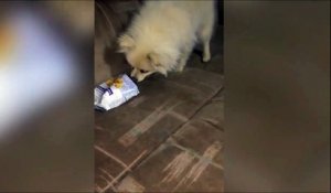 Ce chien n'aime pas les chips à la moutarde apparemment