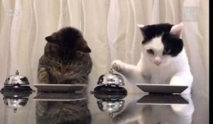 Ces deux chats sont devenus en moins de 24h "la meilleure vidéo internet de tous les temps"