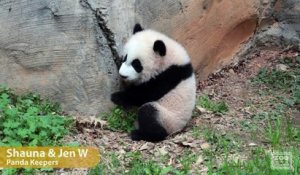 Des pandas jumeaux fêtent leur 202ème jour