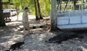 Ce chat n'a pas peur des crocodiles... Un vrai Redneck du Bayou