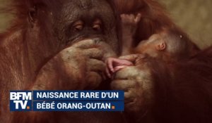 Naissance rare d'un bébé orang-outan au zoo de Chester, en Angleterre