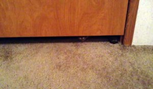 Un gros chat essaye de passer sous une porte