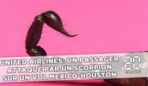 United Airlines: Un passager attaqué par un scorpion sur un vol Mexico-Houston