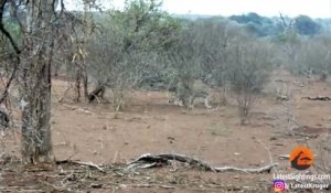 Un léopard fait l'erreur d'attaquer un porc-épic.... Mauvaise idée