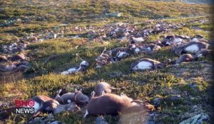En Norvège, plus de 300 rennes ont été tués simultanément par la foudre