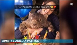 Les internautes rendent hommage à Patrick, un marsupial, mort à 31ans - Regardez