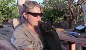 Ce femme fonde un refuge et recueille des centaines de cochons nains abandonnés
