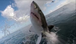 Il filme un grand requin blanc de très près... Dingue