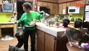 Cette femme de 68 ans vit avec plus de 1000 chats dans sa propriété
