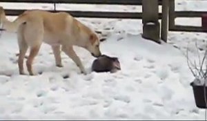 Cet opossum fait le mort dans la neige face à un chien